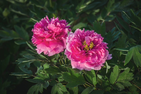 Peony bloomingの写真素材