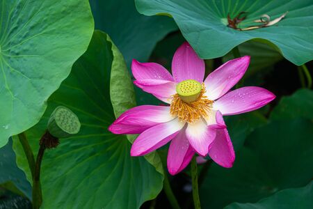 Blooming pink lotus close-upの写真素材