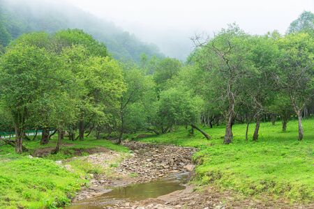 Small river through the jungleの写真素材