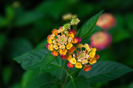 Five-colored flowers of Lantana