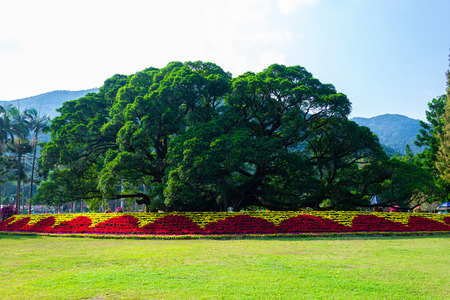 Ancient banyan tree at Fuzhou Forest Parkのeditorial素材