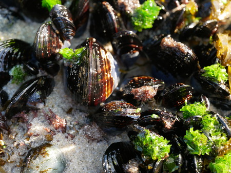 Wet mussels with seaweed