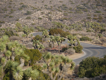 Winding road with Joshua treesの写真素材