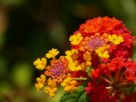 Yellow red flower close upの写真素材