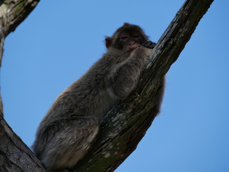 Lazy Monkey on tree trunk in the shadeの写真素材