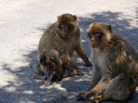 Monkeys on street with youngの写真素材