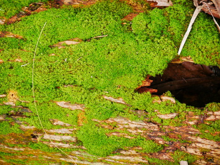 moss tree trunk greenの写真素材