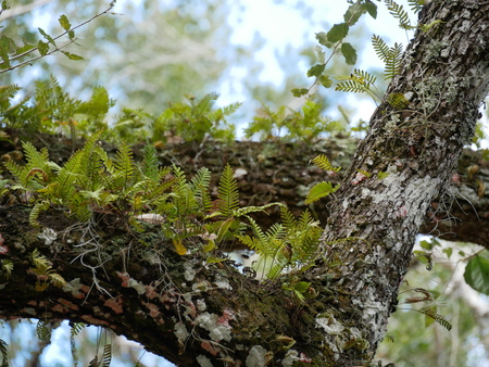 Branch Fern Green Jungelの写真素材