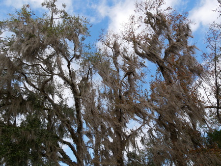 Treetops in the Everglades in the windの写真素材