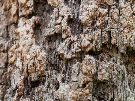 Bark Sick Treeの写真素材