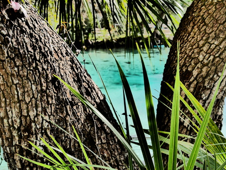 Palm master retro paradiseの写真素材