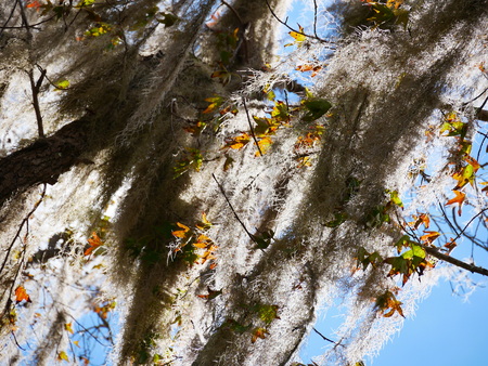 Leaves Autumn Everglades Greyの写真素材