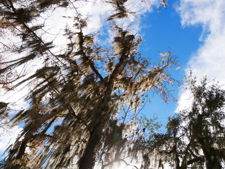 Hanging treetops skyの写真素材
