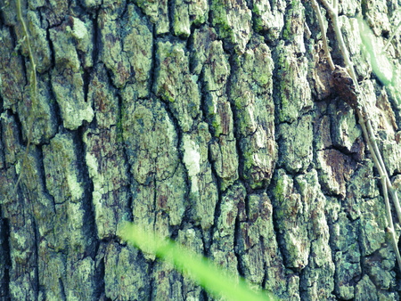 Tree bark close-upの写真素材