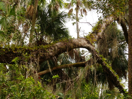 Trees bushes jungleの写真素材