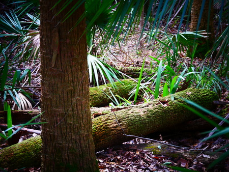 Cut down tree jungleの写真素材