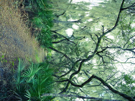 jungle way greenの写真素材