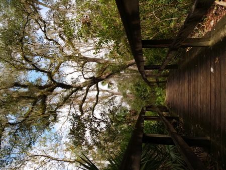 Bridge jungle railingの写真素材