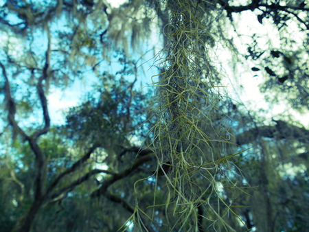 Jungle trees old schoolの写真素材