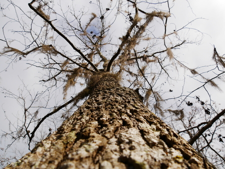 Tree trunk crown bottom colourの写真素材