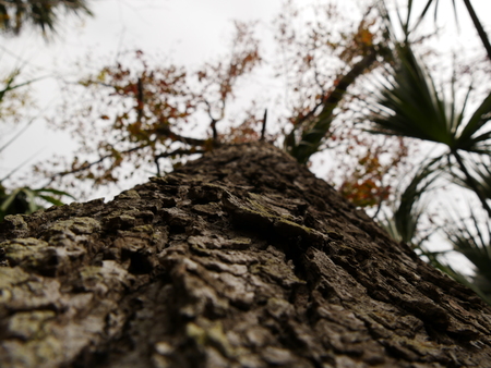 Tree trunk crown bottom barkの写真素材