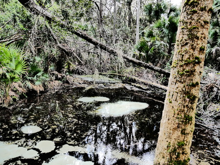 Biotope Jungle Contrastの写真素材