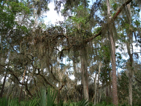 Spnaish Moss branchの写真素材