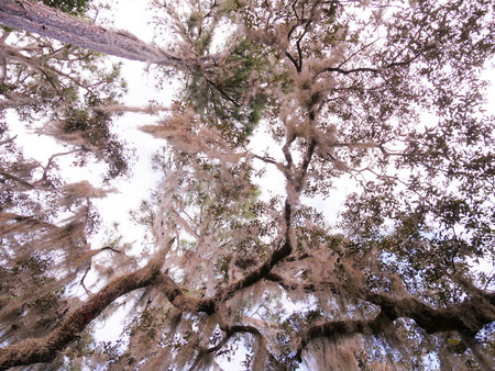 Purple Jungle tree topの写真素材