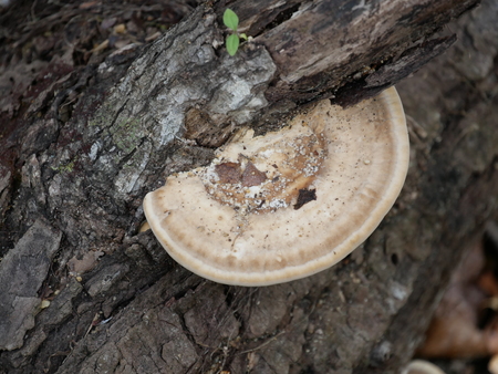 tree fungusの写真素材