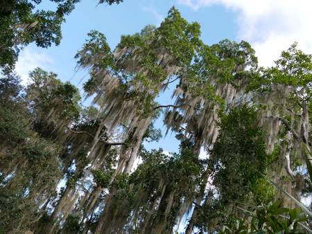 Moss white treeの写真素材