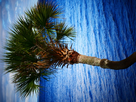 Palm tree in the seaの写真素材