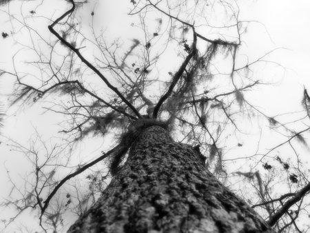 Tree trunk crown bottomの写真素材