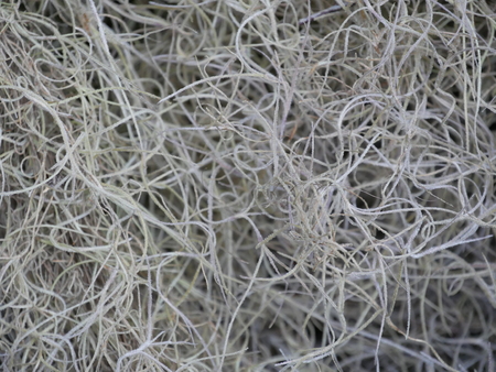 Bushes white close-upの写真素材