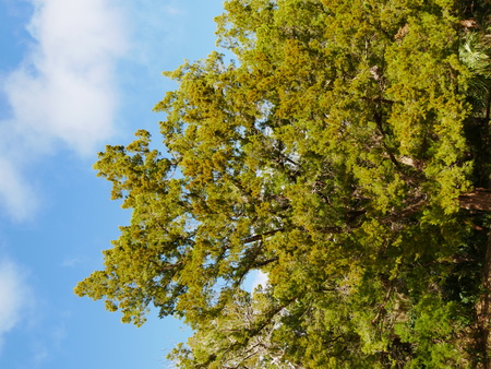 Full green treetopの写真素材