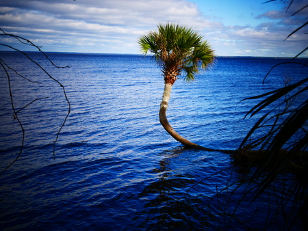 Palme im Meerの写真素材