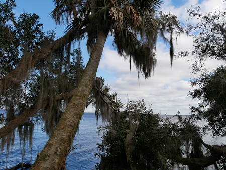 Palm Everglades waterの写真素材