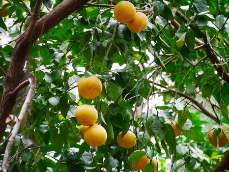 Grapfruit tree greenの写真素材