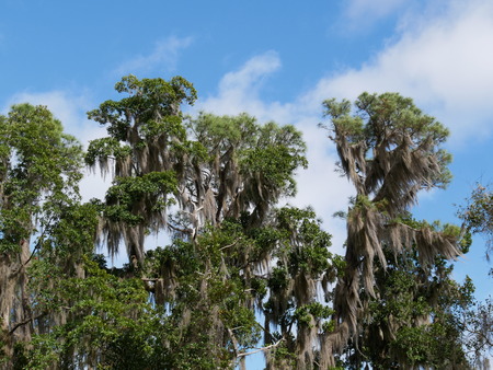 Trees Florida parkの写真素材