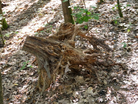 Tree stump with roots in the deciduous forestの写真素材