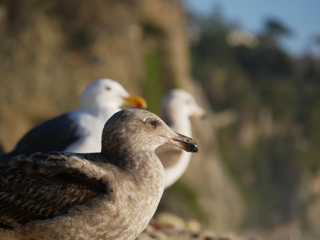 Brown and white gullsの写真素材