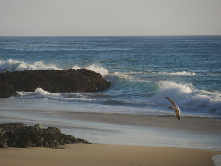 Sea coast Beach Gull Sunの写真素材