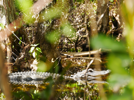 Swimming aligator through bushの写真素材