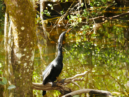 Black large bird in Evergladesの写真素材