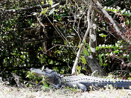 Aligator on land watching for foodの写真素材