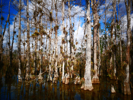 Wet lands everglades with clouds and black cornersの写真素材