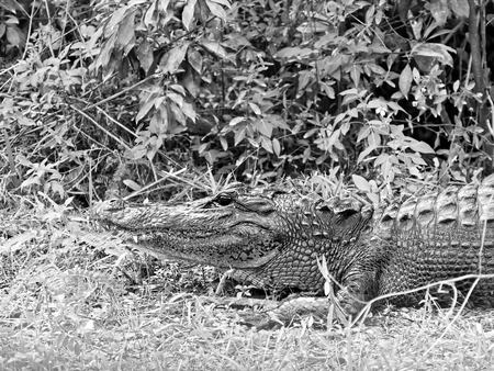 Black and white shot of Aligator headの写真素材