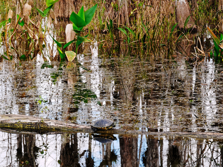 Turtle on tree in waterの写真素材