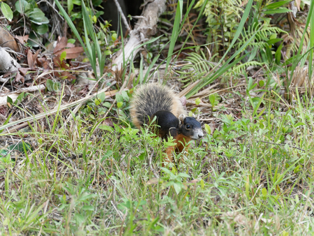 Red squirrel in Floridaの写真素材