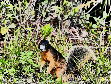 Red and black squirrel in bushesの写真素材