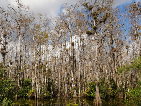 Water and wetland in Evergladesの写真素材